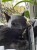 MASKA DLA KOTA BATMAN BAT-CAT PRZEBRANIE STRÓJ HALLOWEEN VIRAL TIKTOK