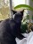 MASKA DLA KOTA BATMAN BAT-CAT PRZEBRANIE STRÓJ HALLOWEEN VIRAL TIKTOK